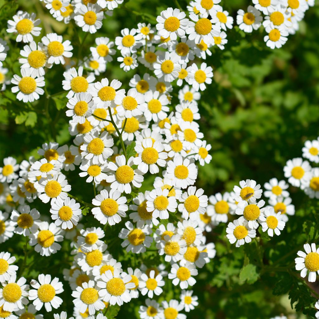 Chrysanthemum parthenium Aureum