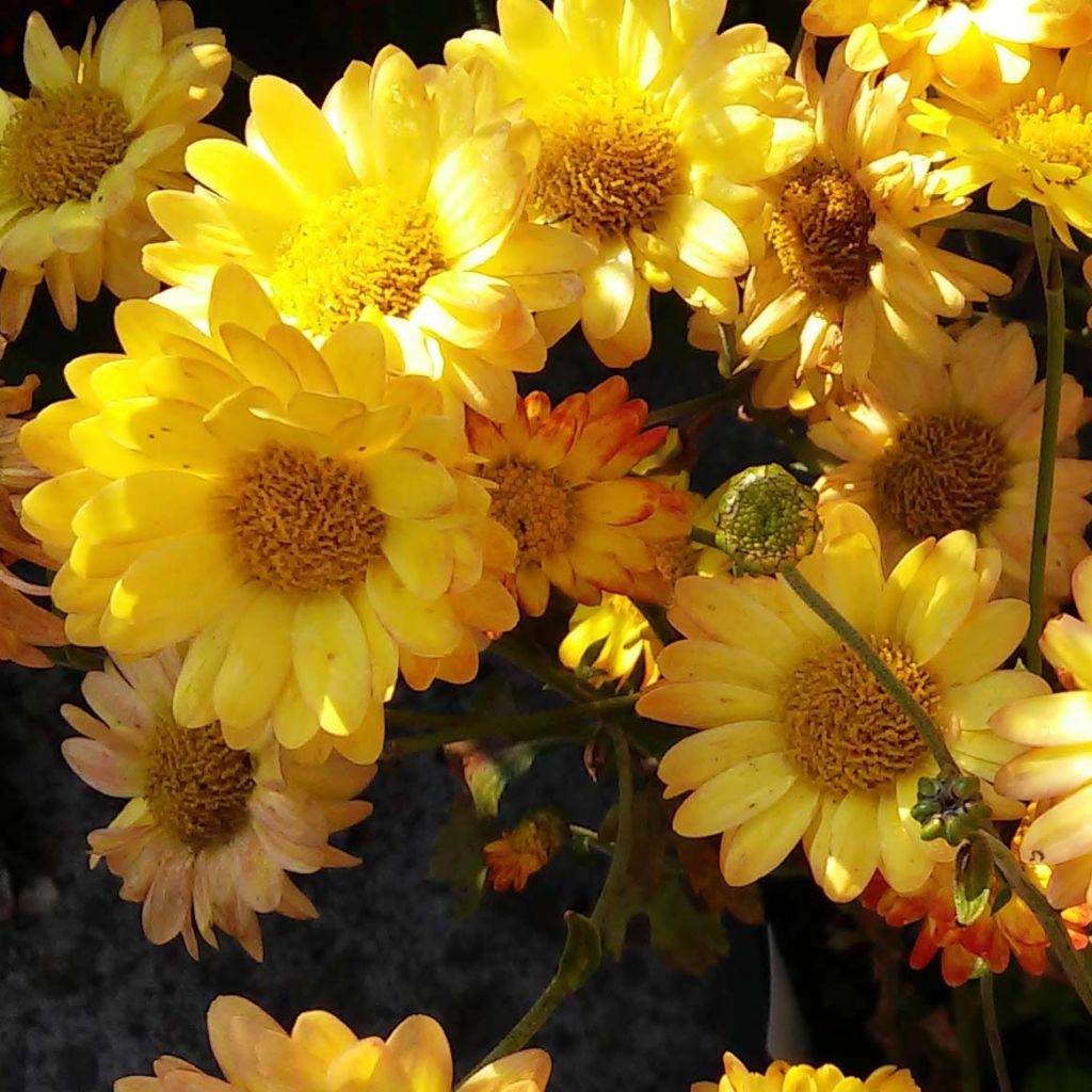 Chrysanthème rubellum Dernier Soleil - Marguerite d'automne.