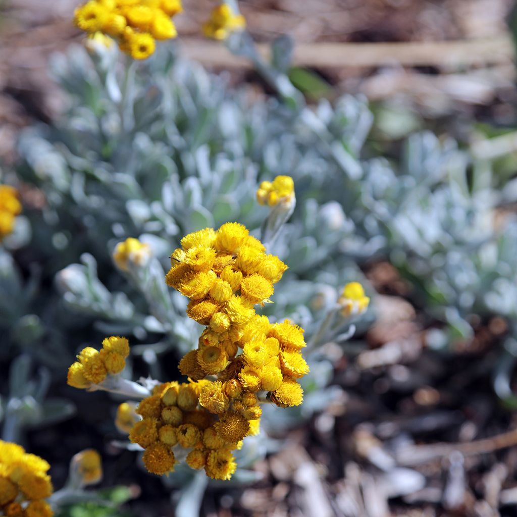 Chrysocephalum apiculatum Korma