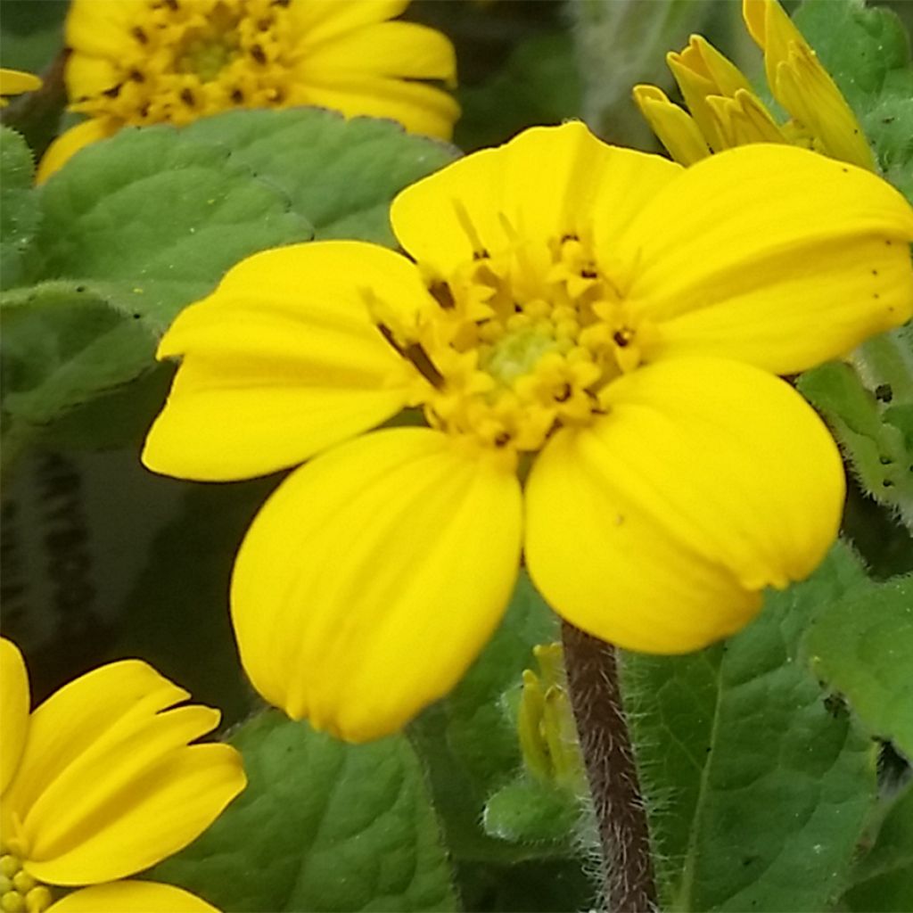 Chrysogonum virginianum André Viette - Genou doré