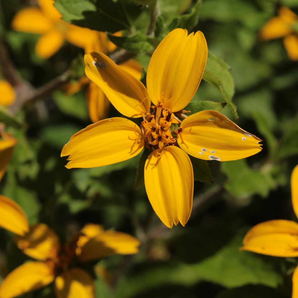 Chrysogonum virginianum