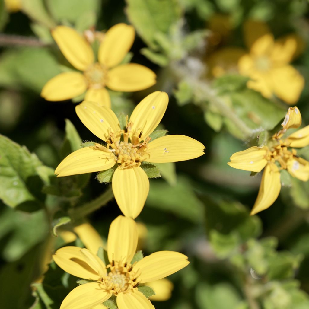 Chrysogonum virginianum