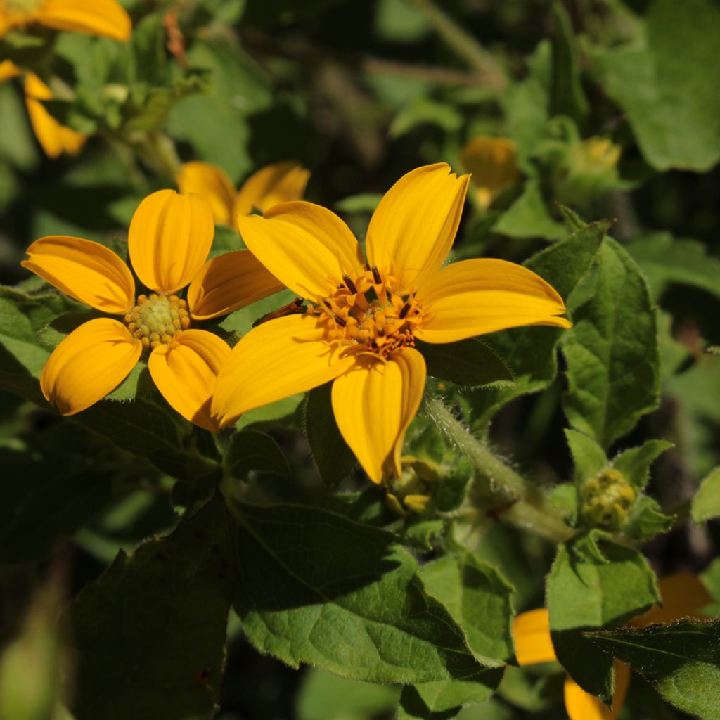 Chrysogonum virginianum