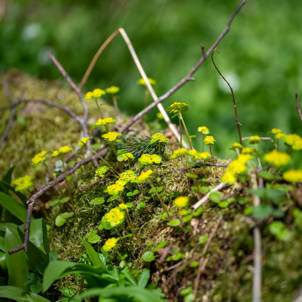 Chrysosplenium alternifolium