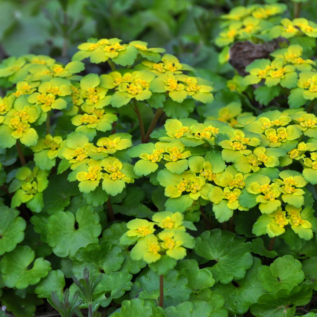 Chrysosplenium alternifolium