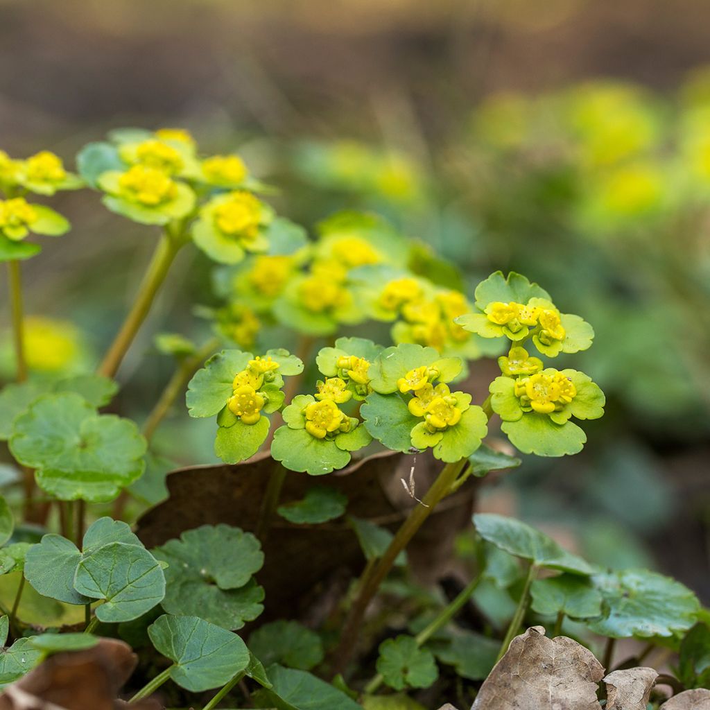 Chrysosplenium alternifolium