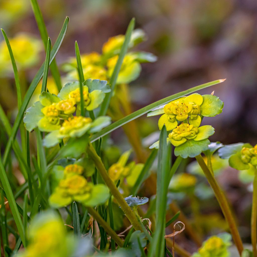 Chrysosplenium alternifolium