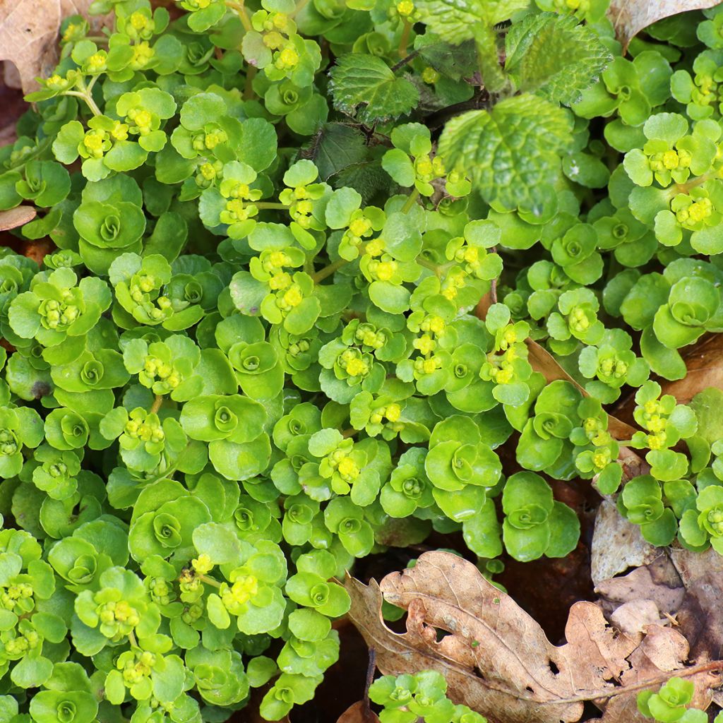 Chrysosplenium oppositifolium