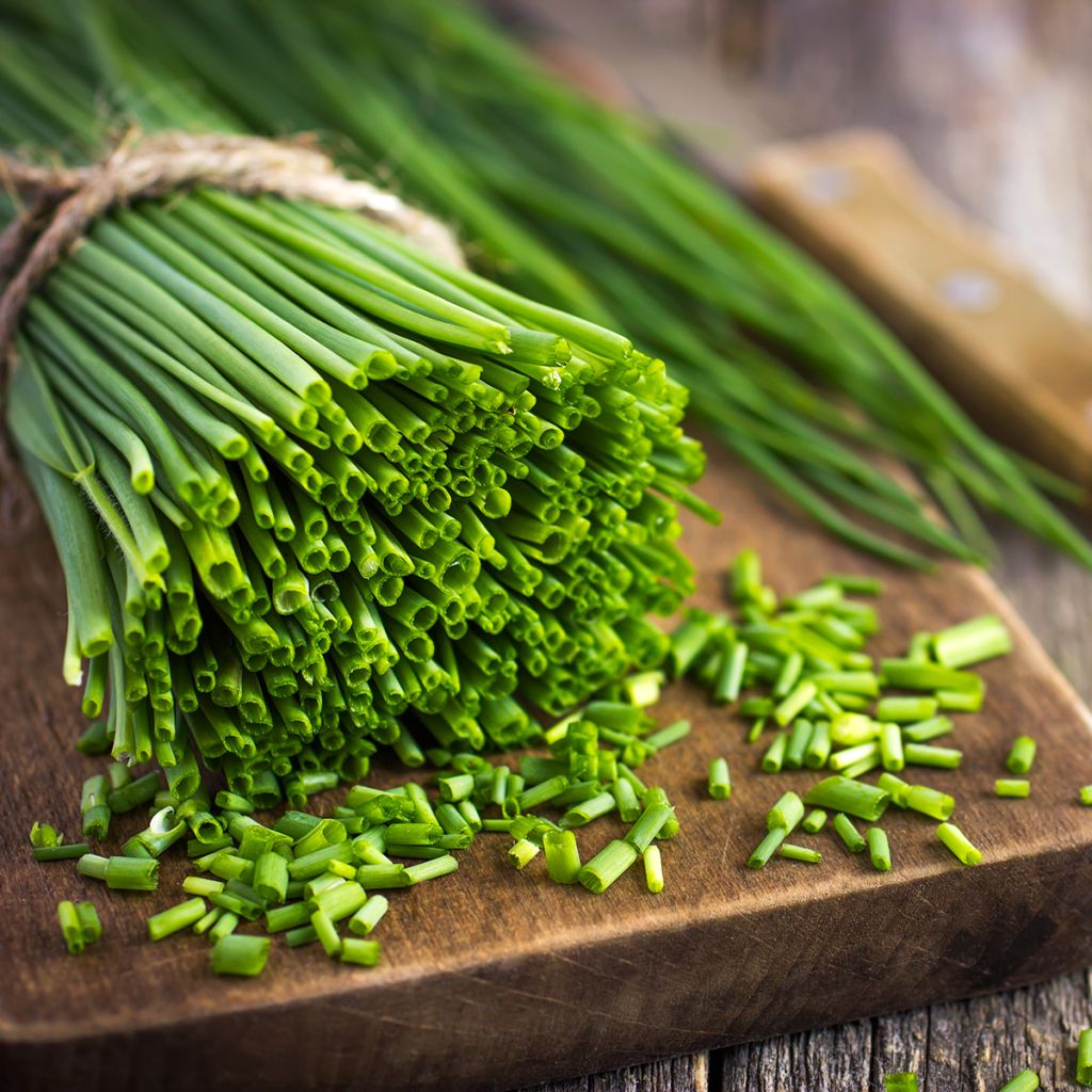 Chives Fine-Leaved