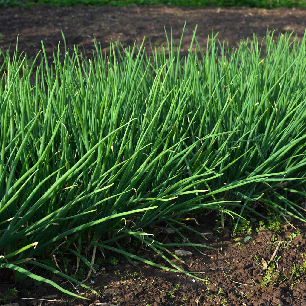 Chives Fine-Leaved