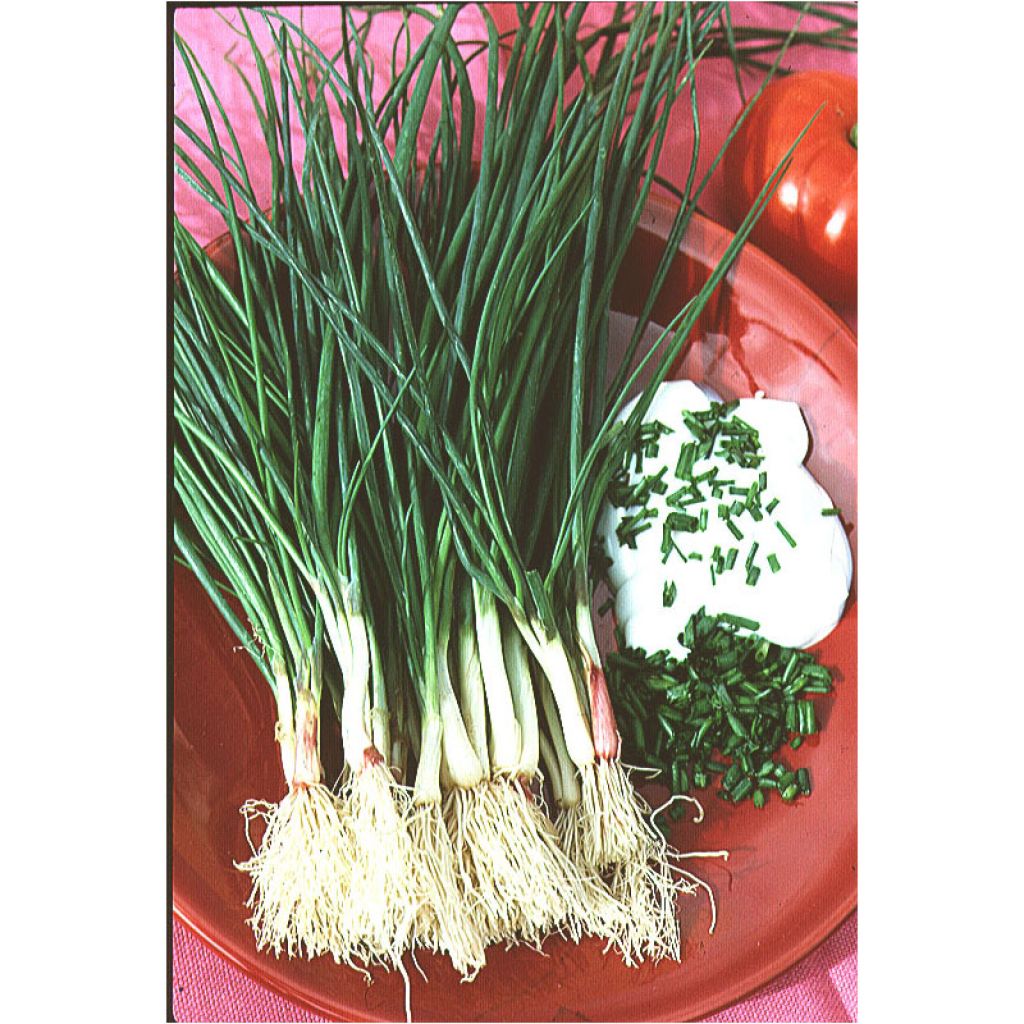 Chives - Allium schoenoprasum