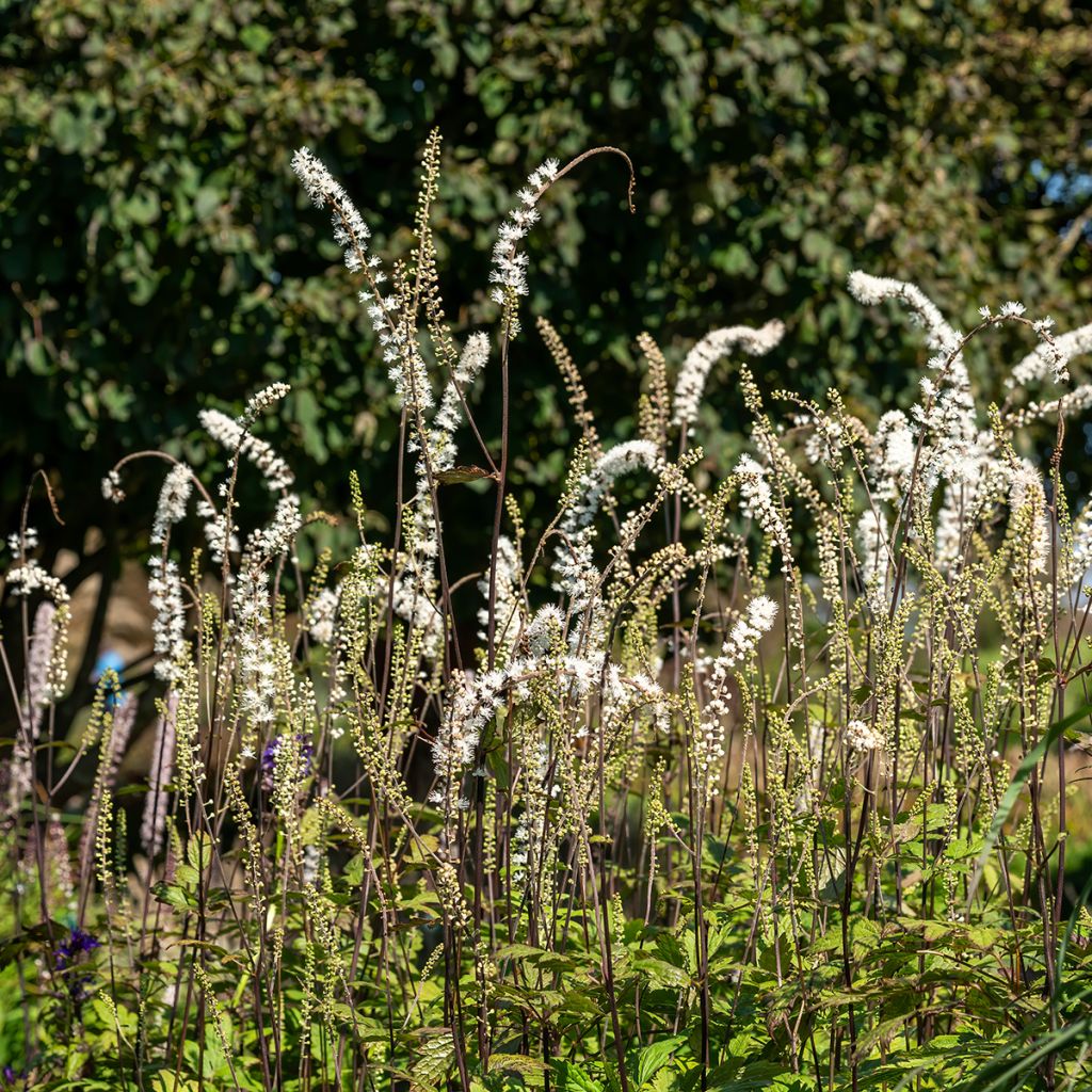 Actaea simplex Atropurpurea