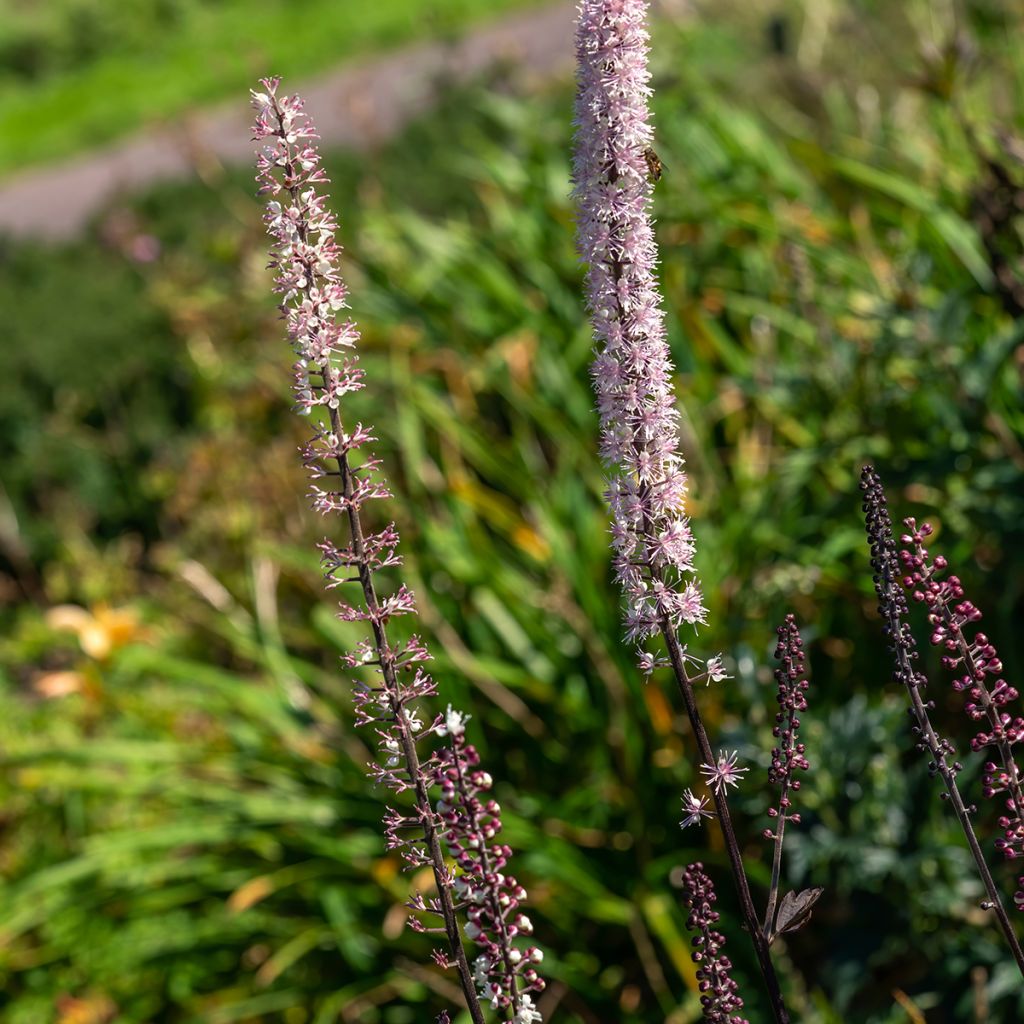 Actaea simplex Atropurpurea