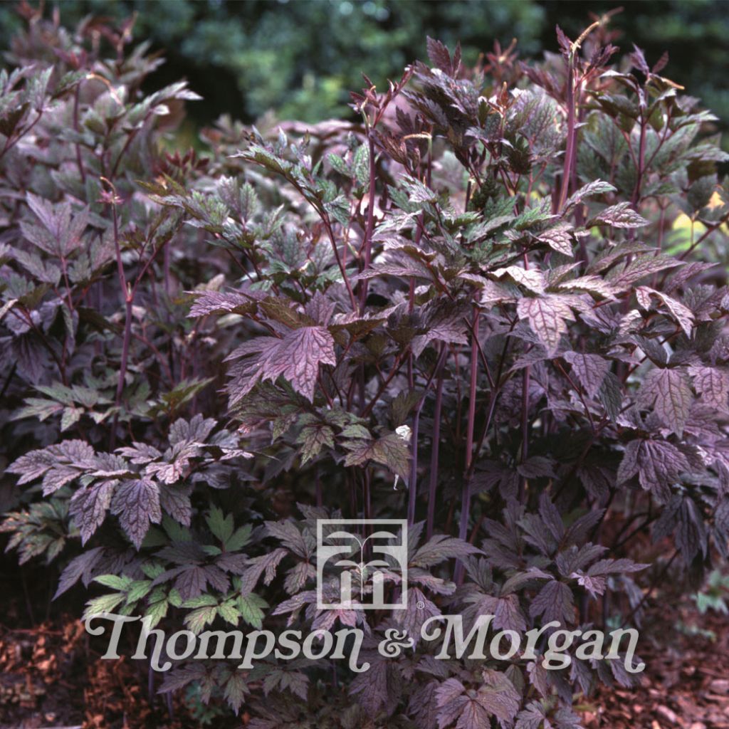 Cimicifuga racemosa Atropurpurea - Bugbane