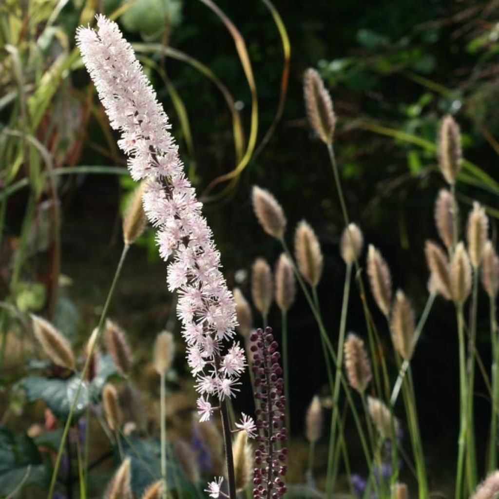 Cierge d'argent, Cimicifuga, Actaea simplex Brunette