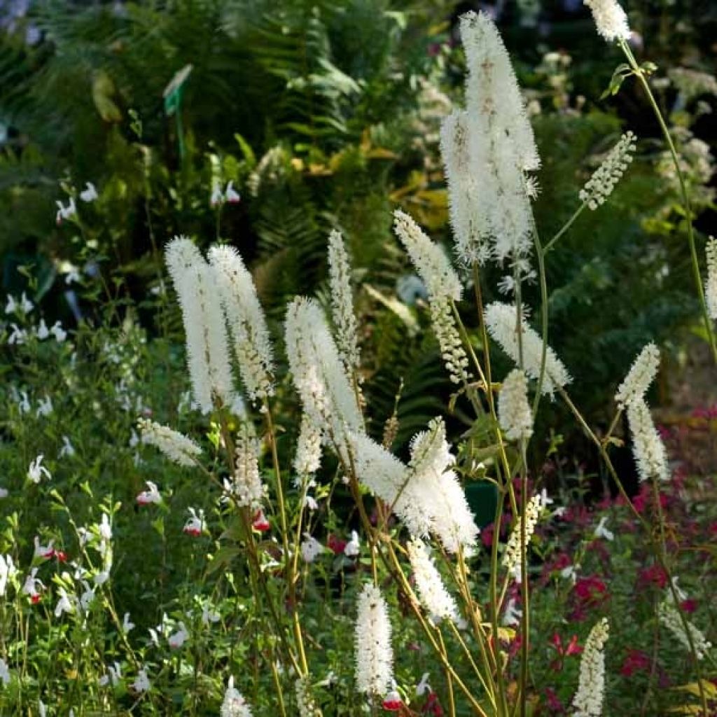 Cierge d'argent, Cimicifuga, Actaea matsumurae White Pearl