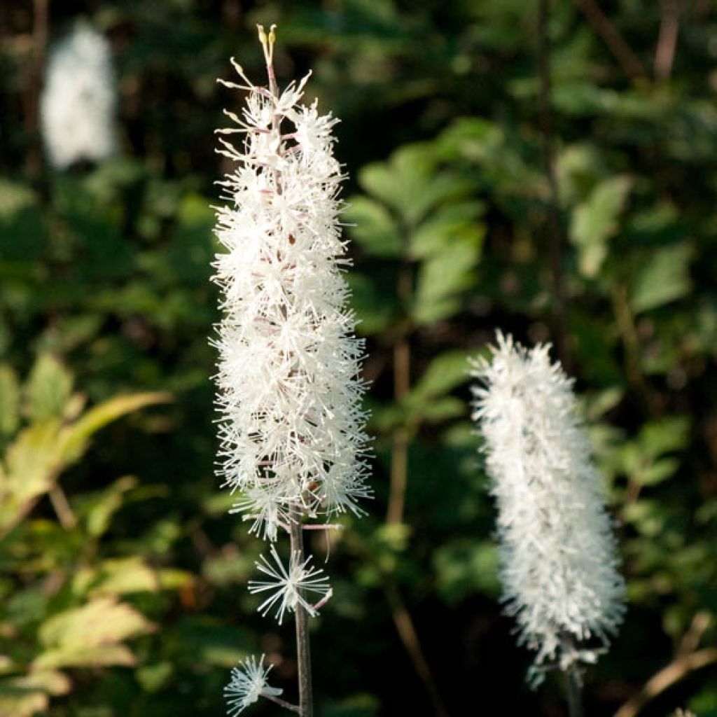 Cierge d'argent, Cimicifuga, Actaea simplex atropurpurea