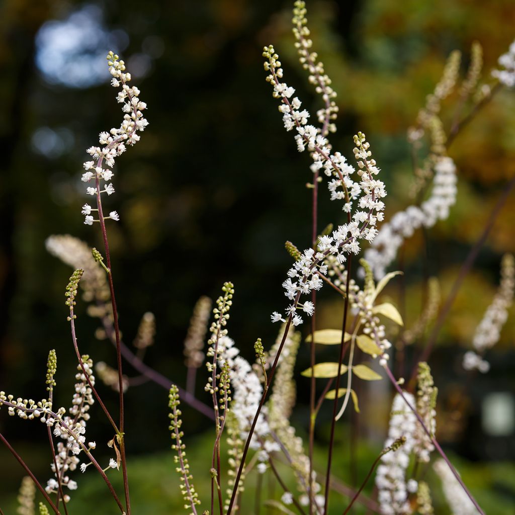 Cimicifuga racemosa