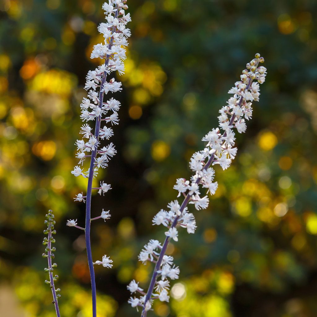 Cimicifuga racemosa