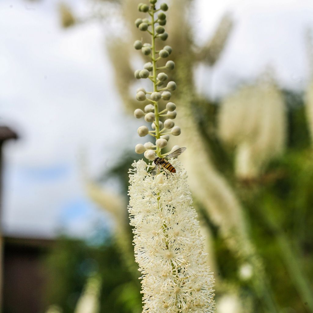 Cimicifuga racemosa