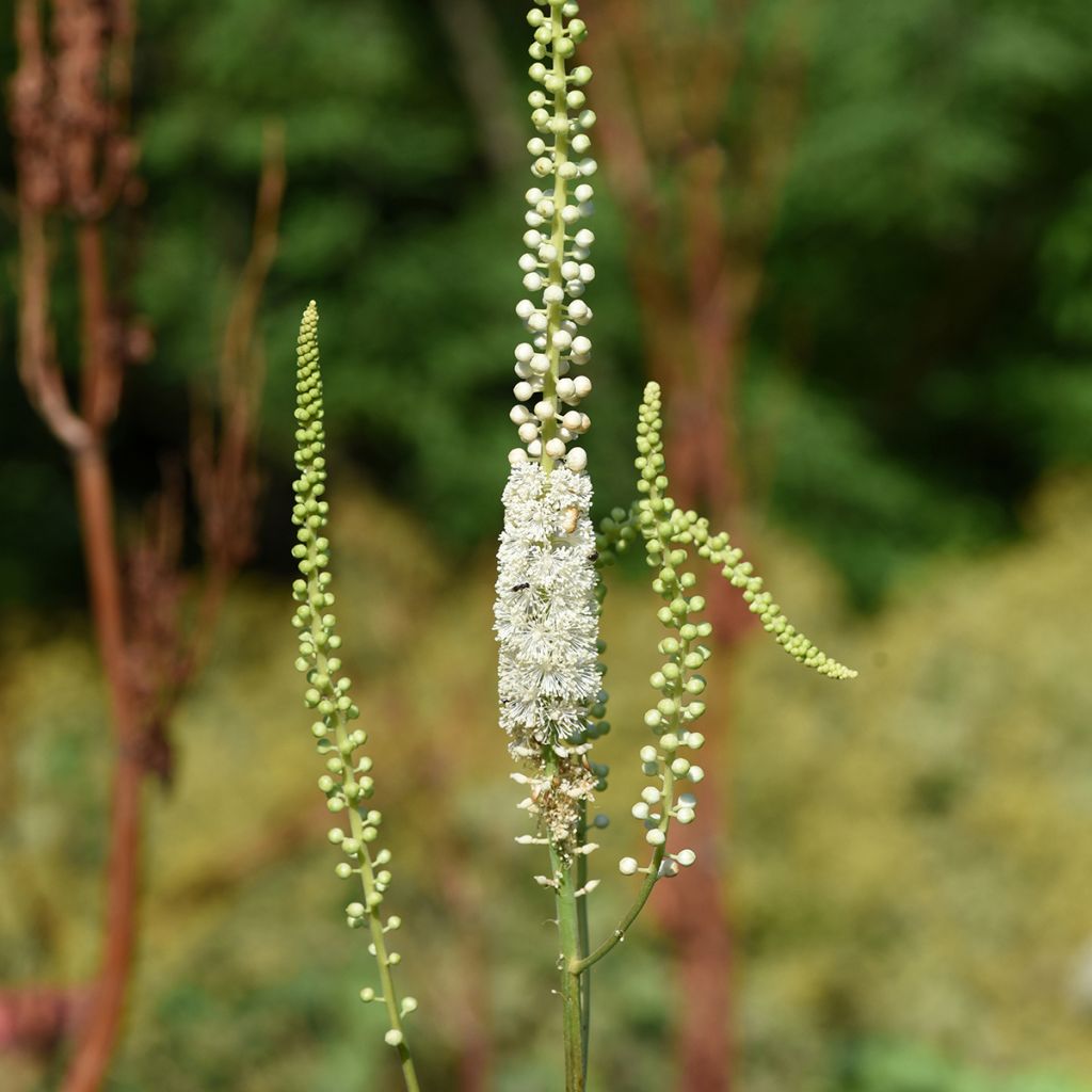 Cimicifuga racemosa