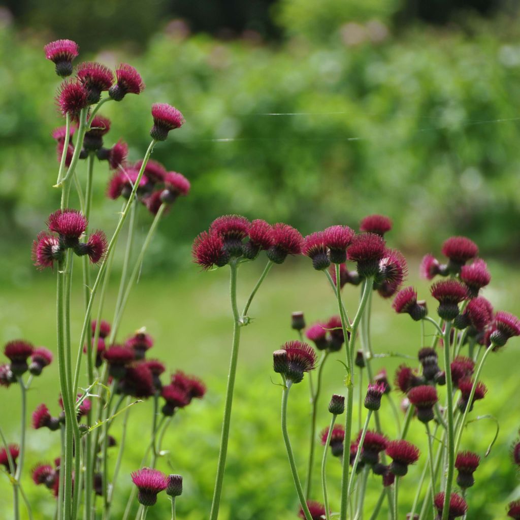 Cirsium rivulare Atropurpureum - Cirse des rives 