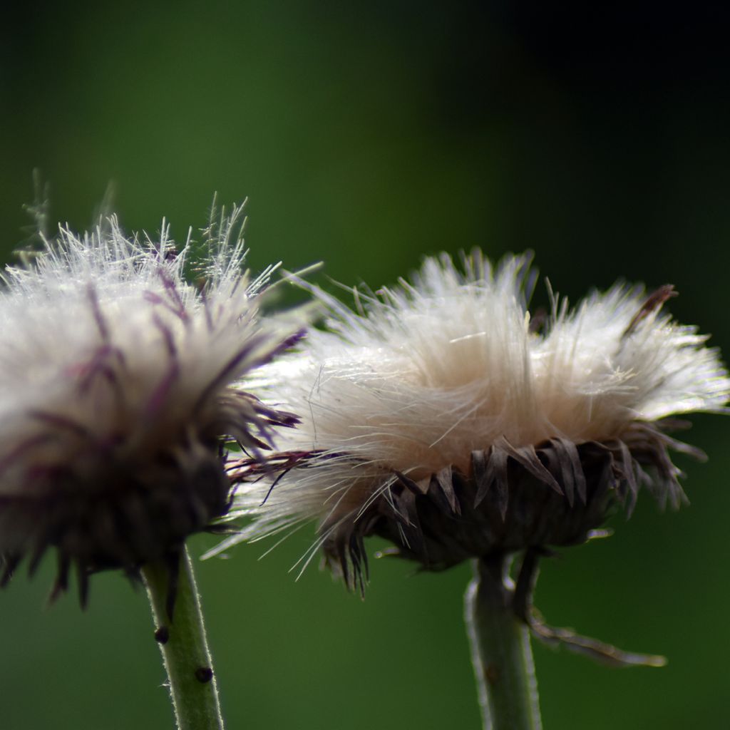 Cirsium rivulare Atropurpureum - Plume Thistle