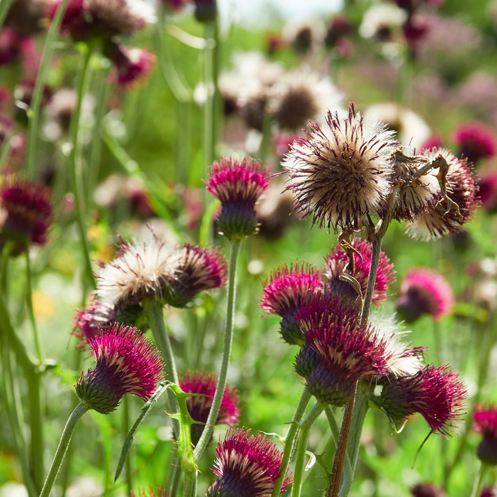 Cirsium rivulare Atropurpureum - Plume Thistle