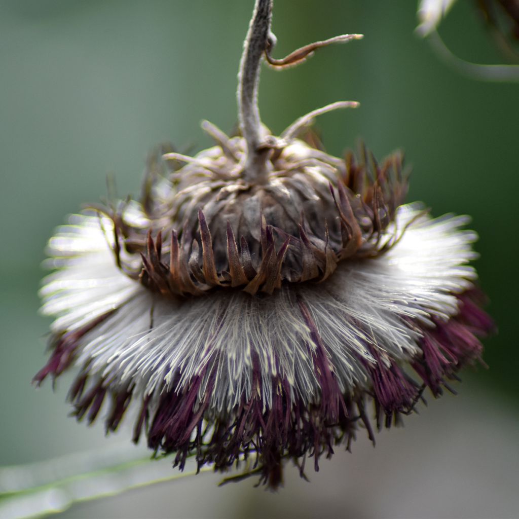 Cirsium rivulare Atropurpureum - Plume Thistle