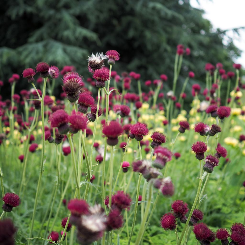 Cirsium rivulare Atropurpureum - Plume Thistle