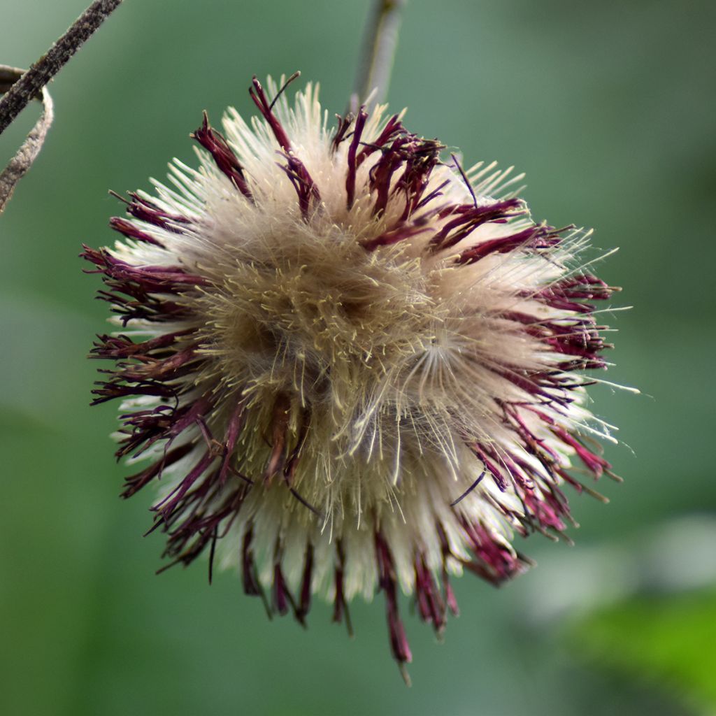 Cirsium rivulare Atropurpureum - Plume Thistle