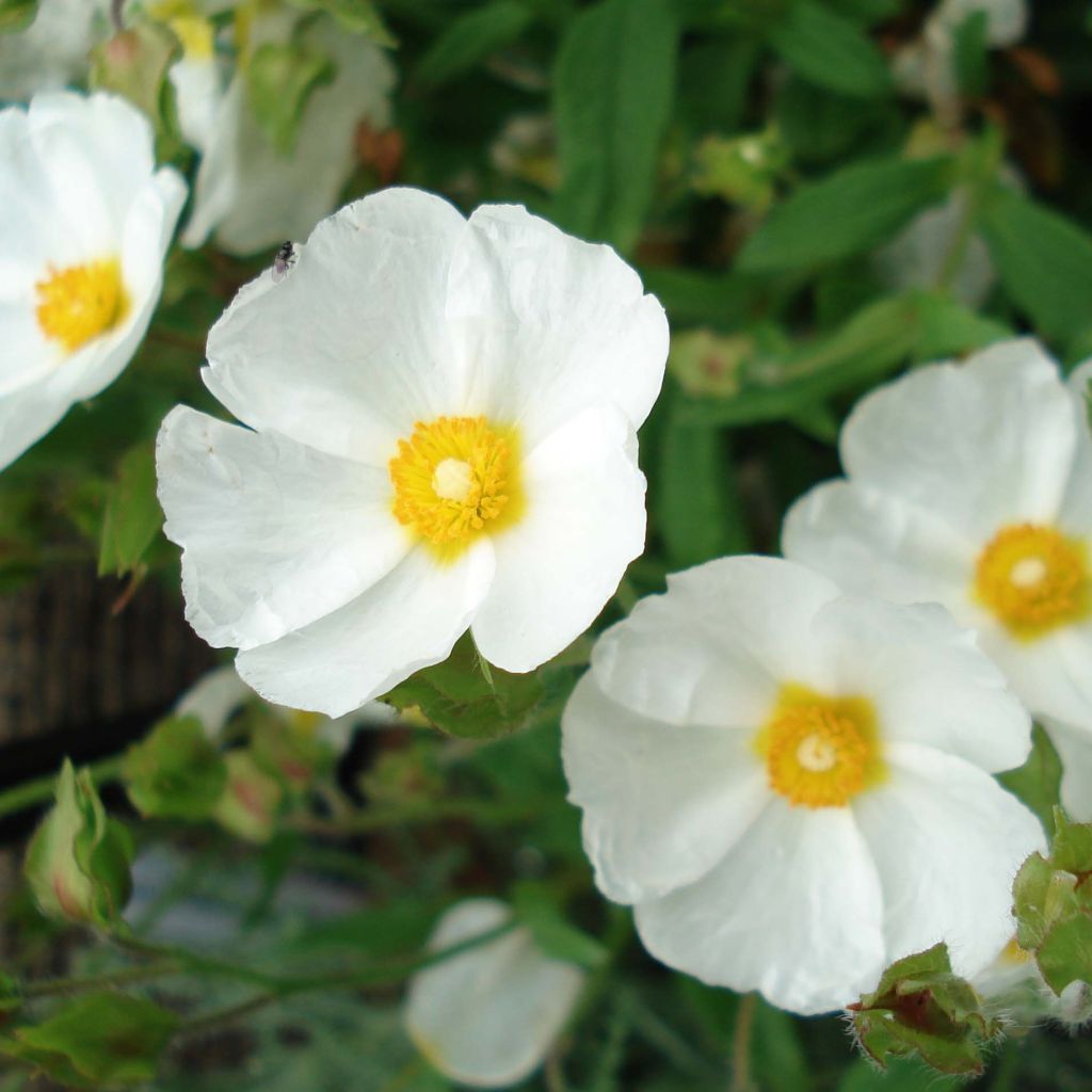 Ciste de Montpellier, cistus monspeliensis