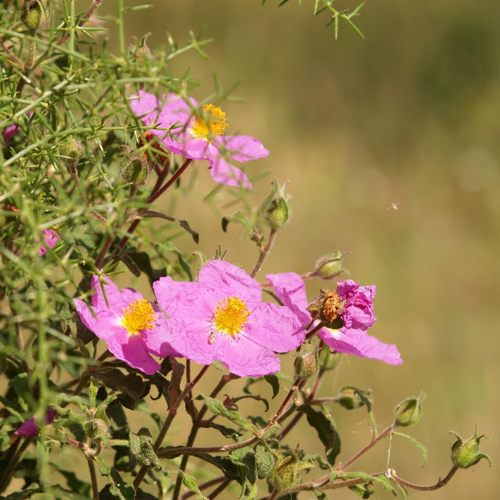 Cistus creticus - Ciste de Crète