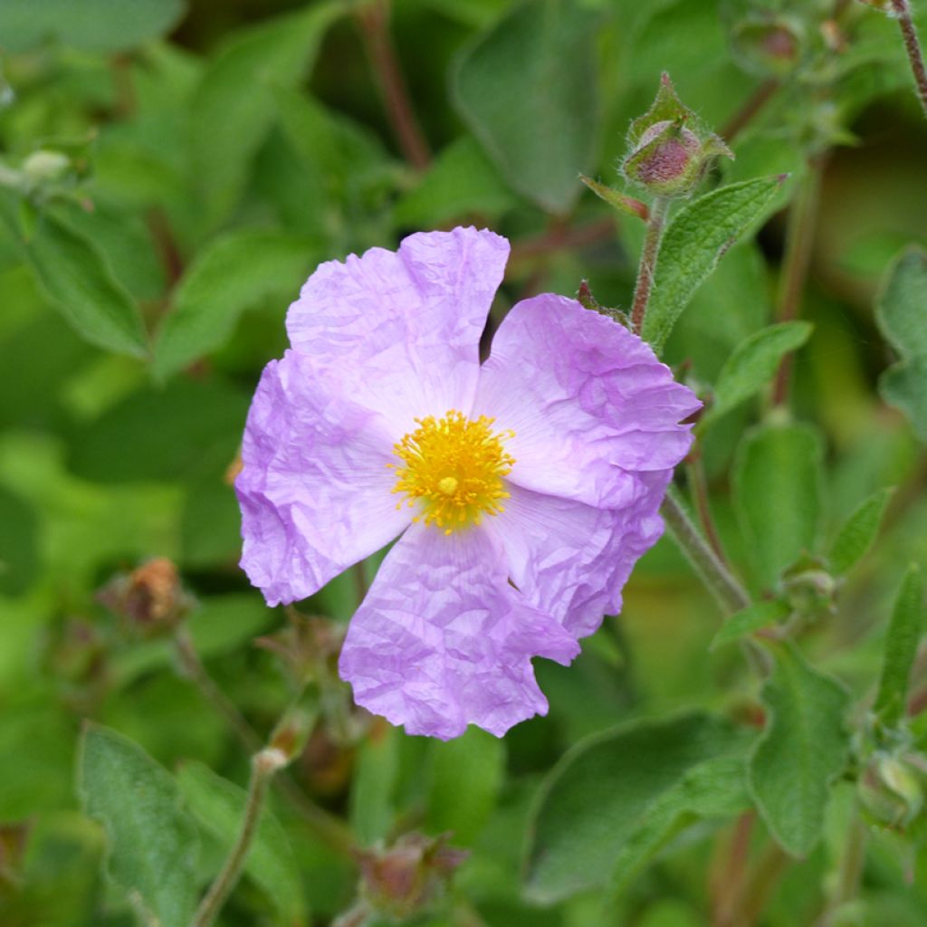 Cistus creticus - Rockrose