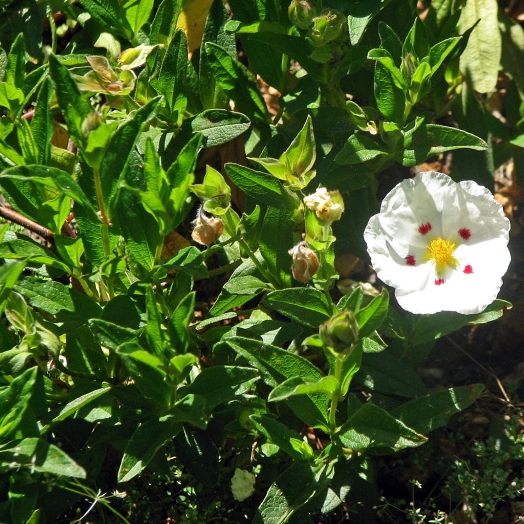 Cistus obtusifolius - Rockrose