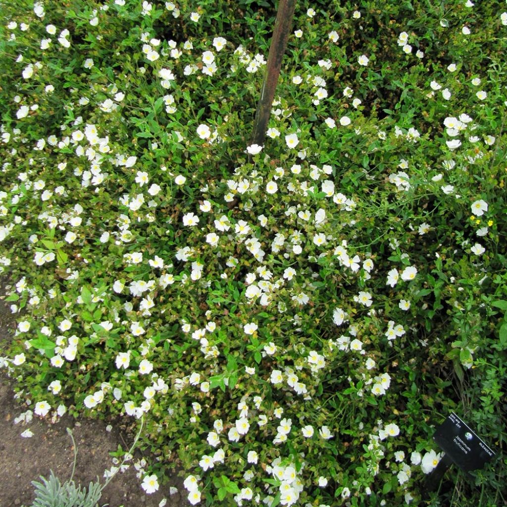 Cistus obtusifolius - Rockrose