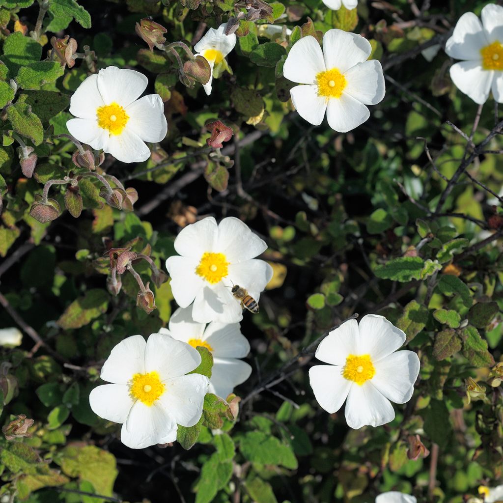 Cistus (x) obtusifolius 