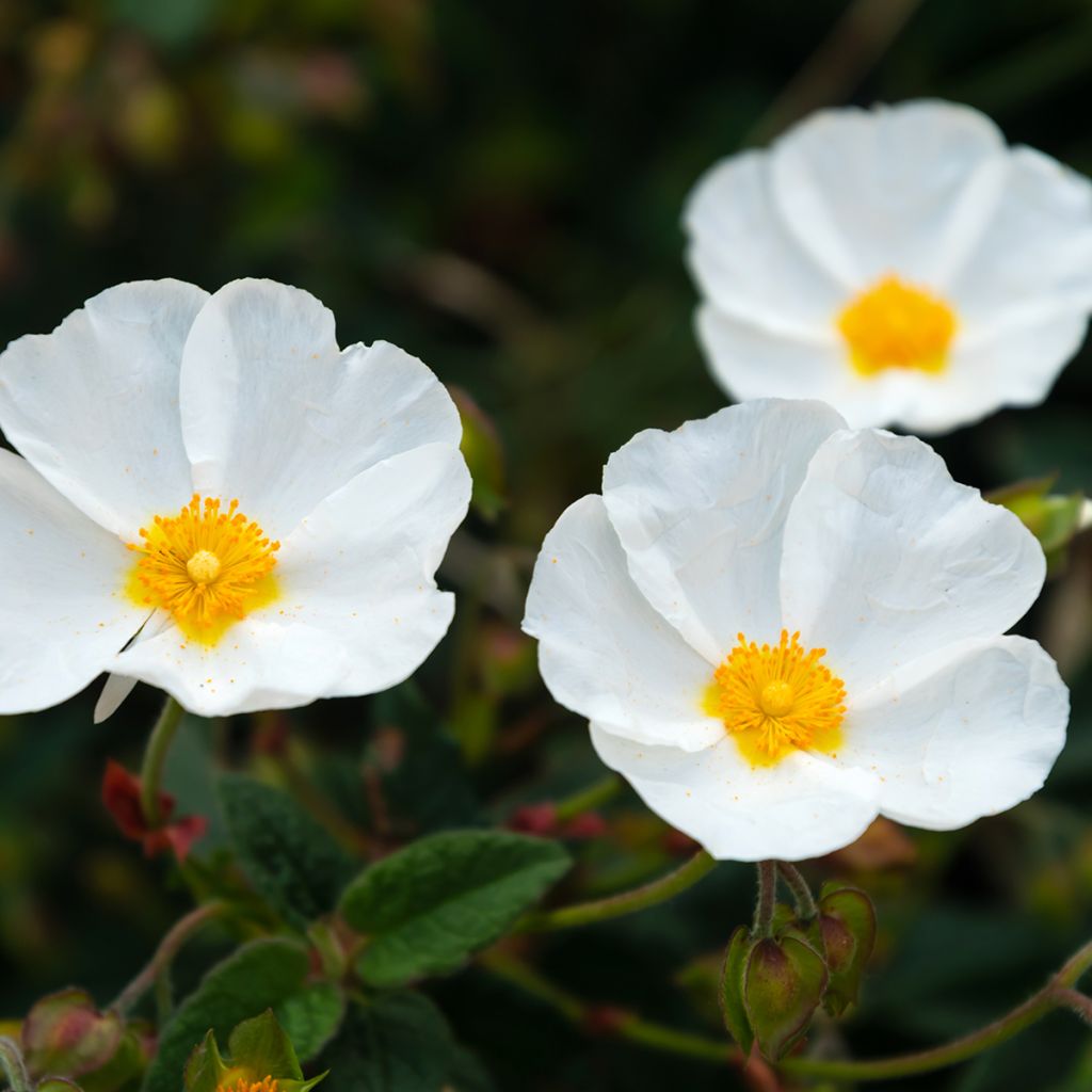 Ciste obtusifolius - Cistus obtusifolius