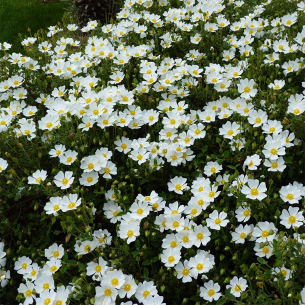 Cistus salviifolius 