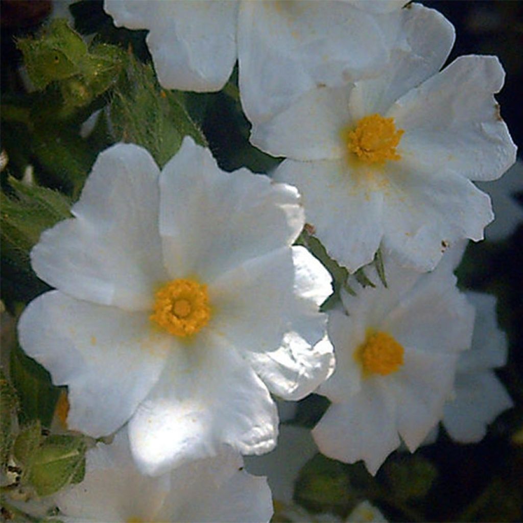 Cistus salviifolius - Ciste à feuilles de sauge