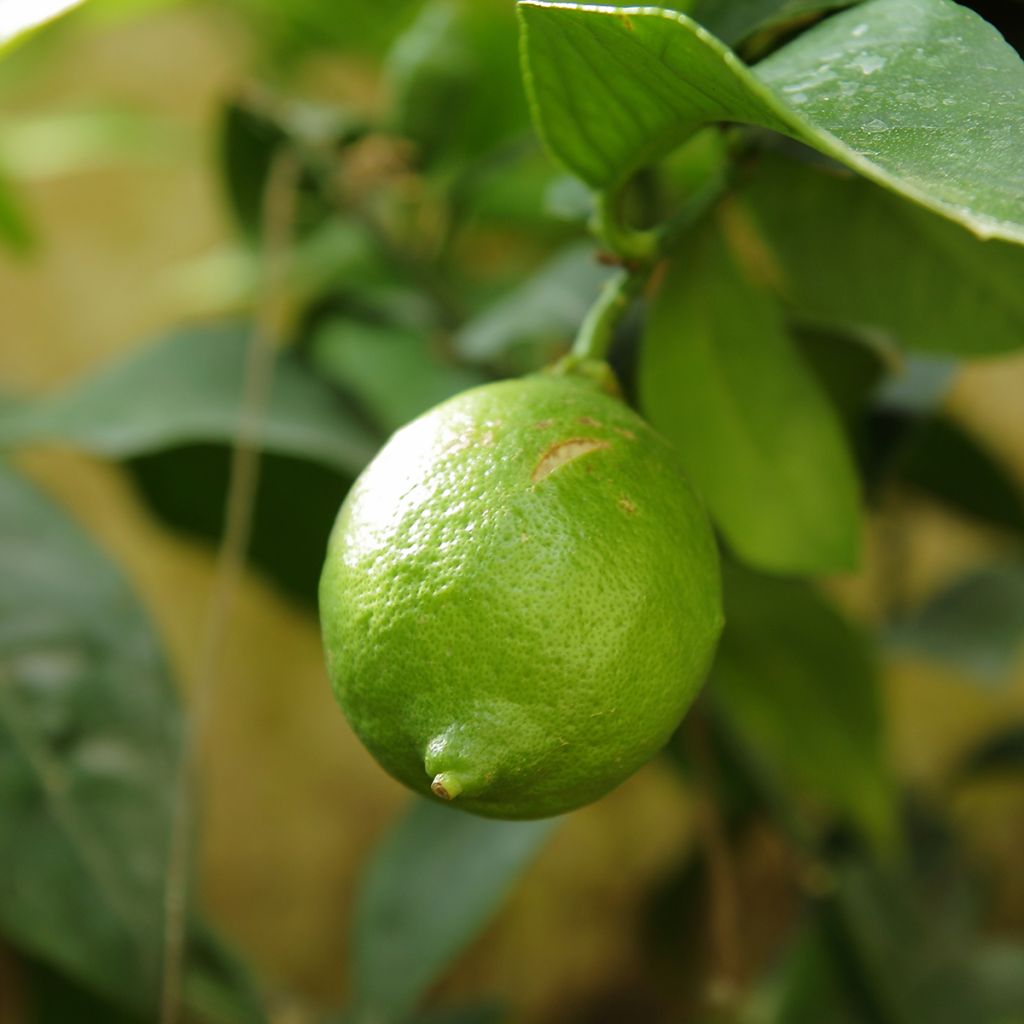 Lime - Citrus aurantifolia