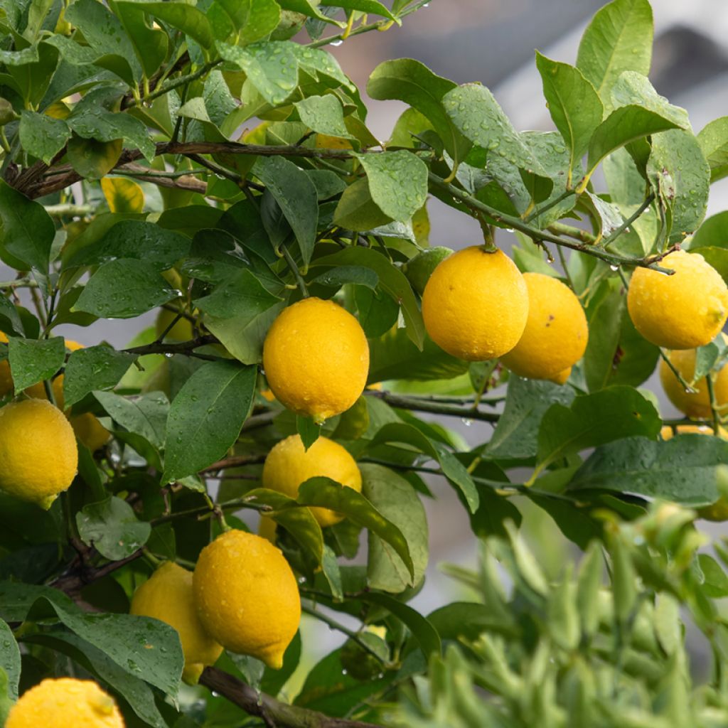 Four Seasons Lemon Tree - Citrus limon