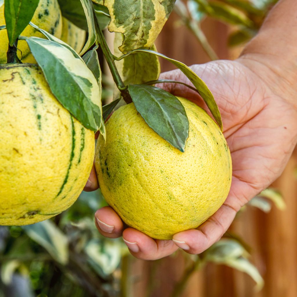 Citrus x limon Variegata - Variegated lemon tree
