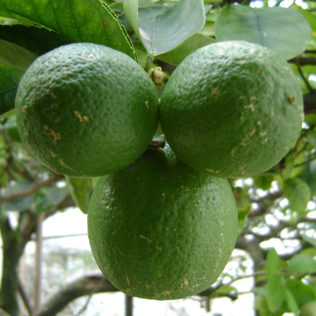 Lime - Citrus aurantifolia