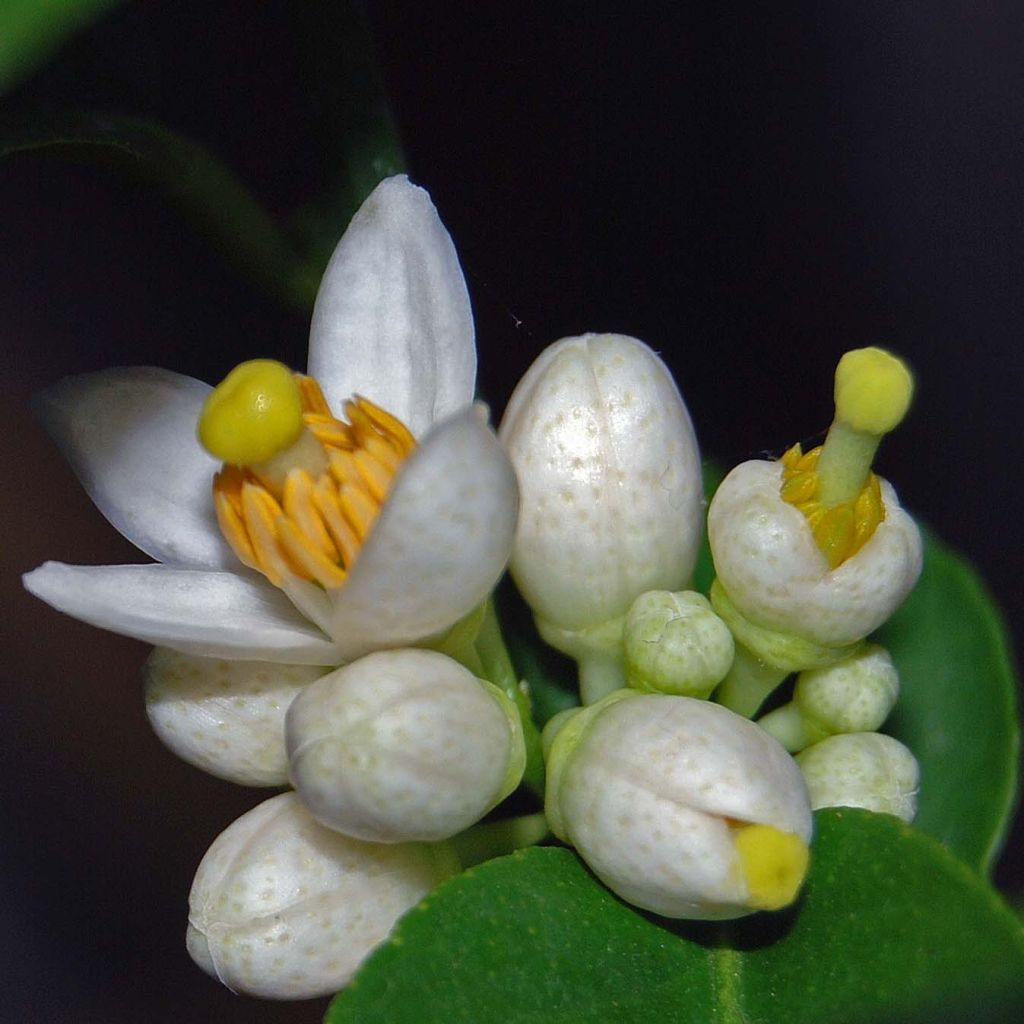 Citron vert - Lime - Citrus aurantifolia