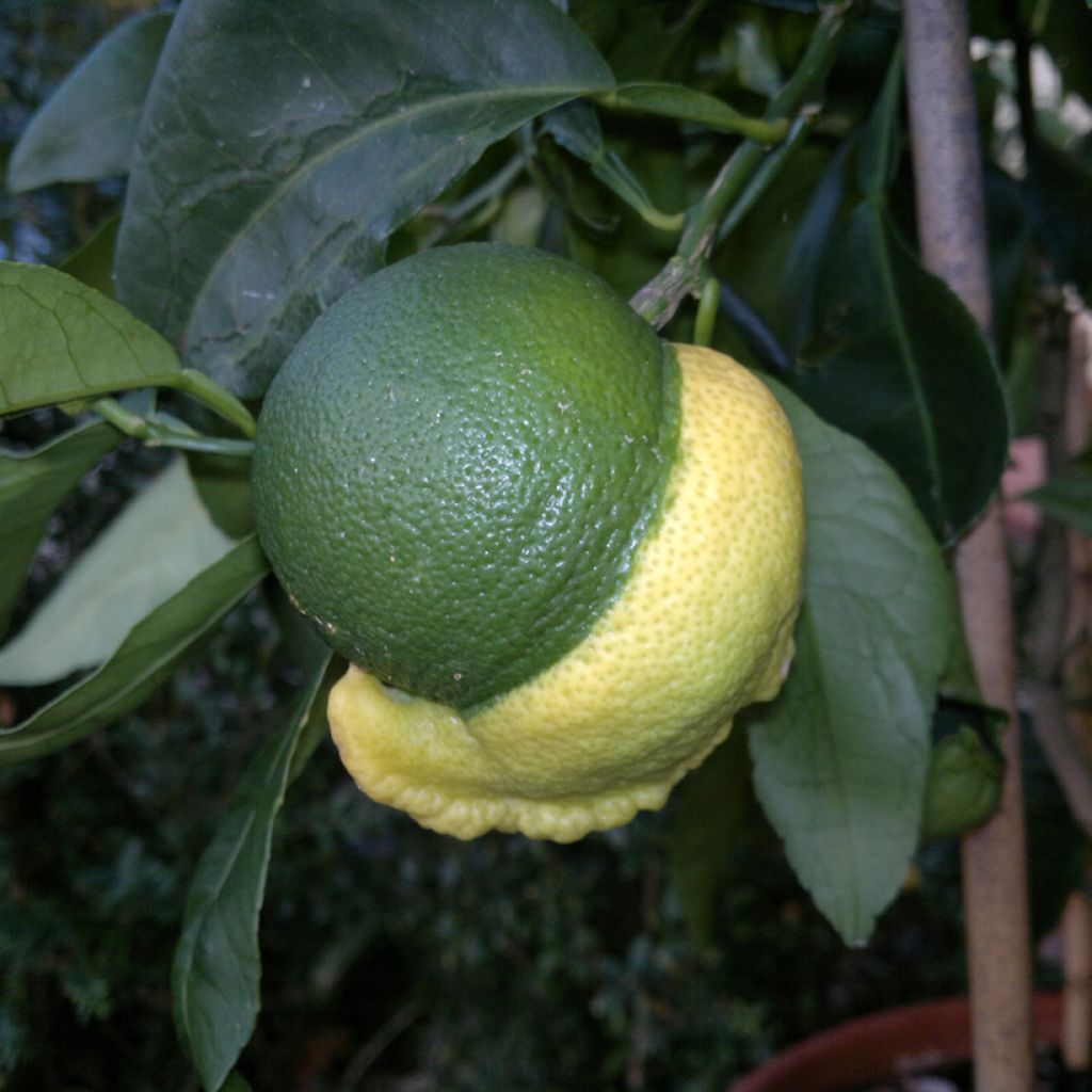 Citrus medica x aurantium Bizzarria - Bizzaria of Florence