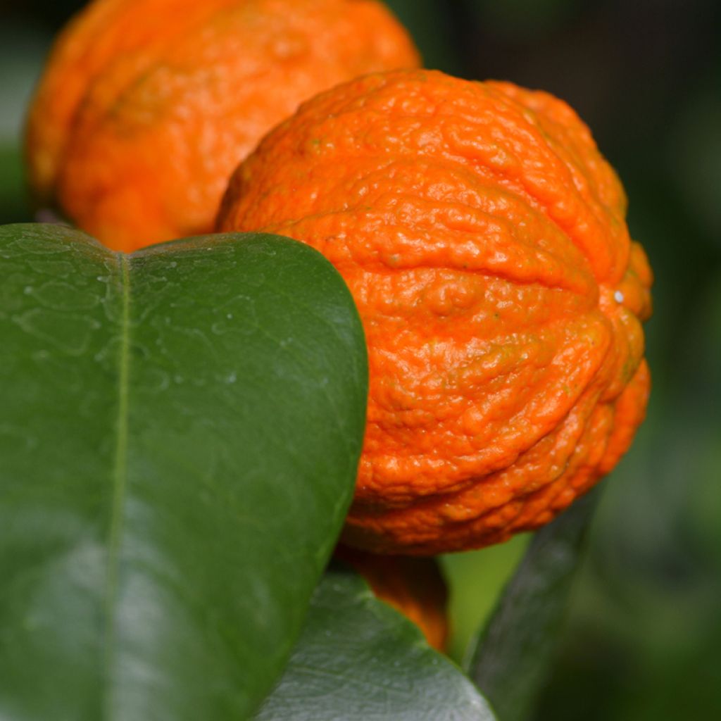 Citrus medica x aurantium Bizzarria - Bizzaria of Florence