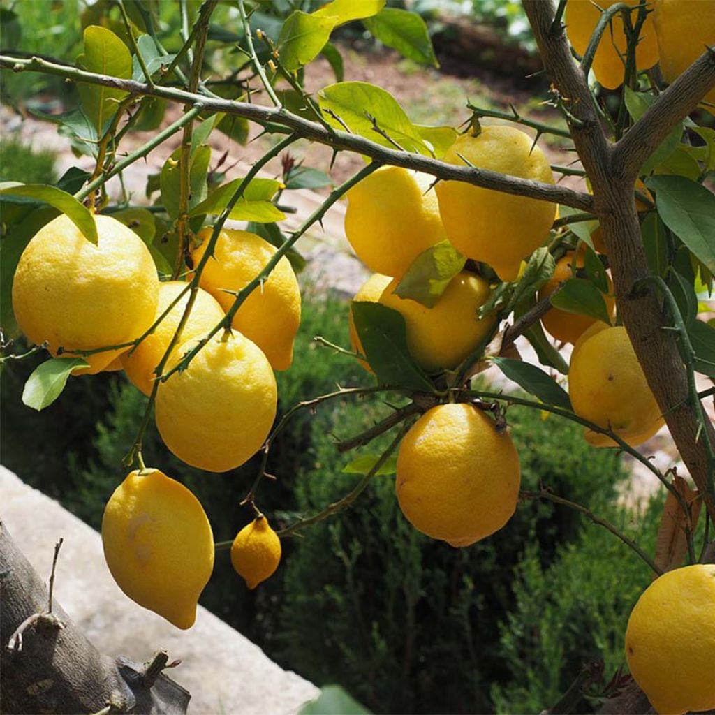 Four Seasons Lemon Tree - Citrus limon