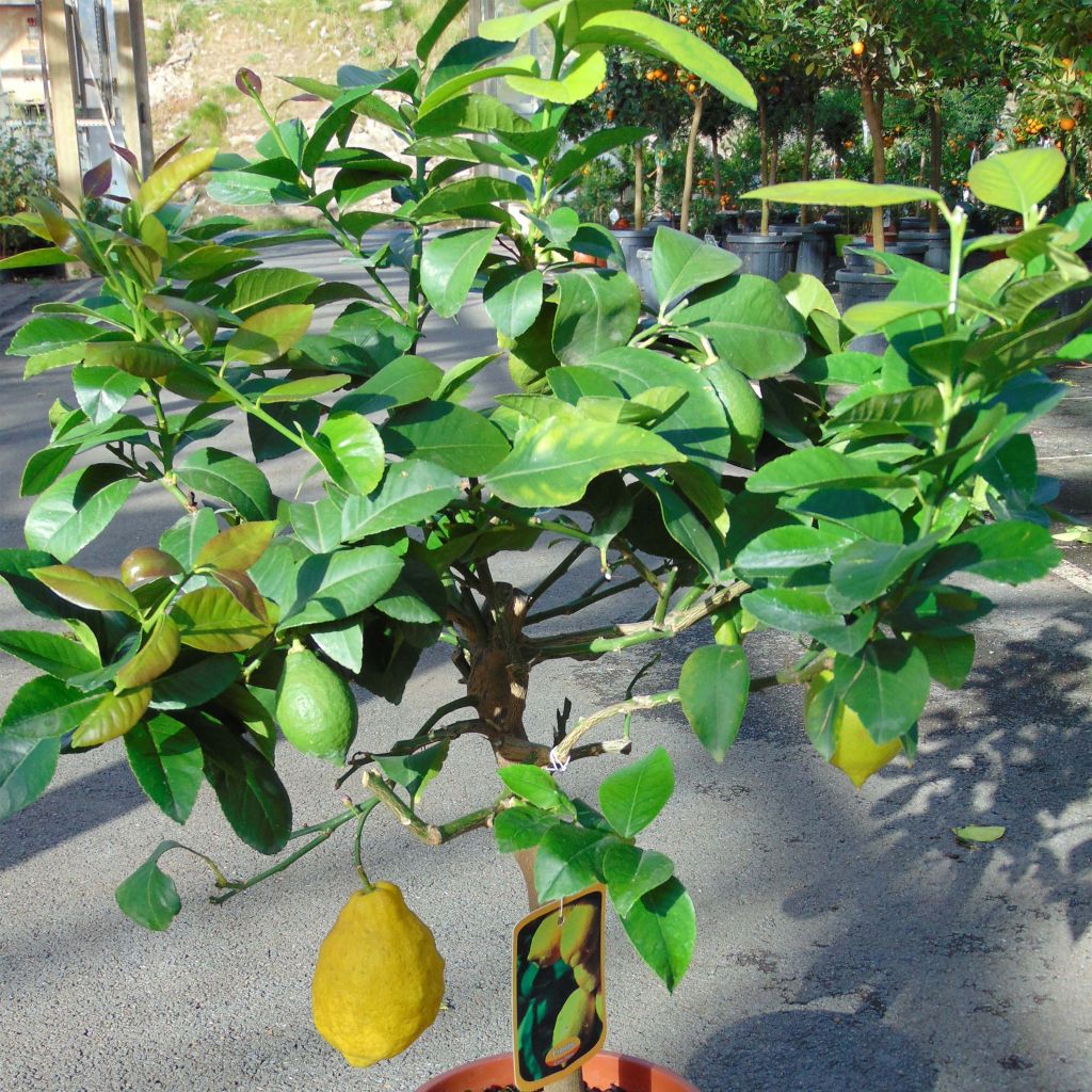 Four Seasons Lemon Tree - Citrus limon