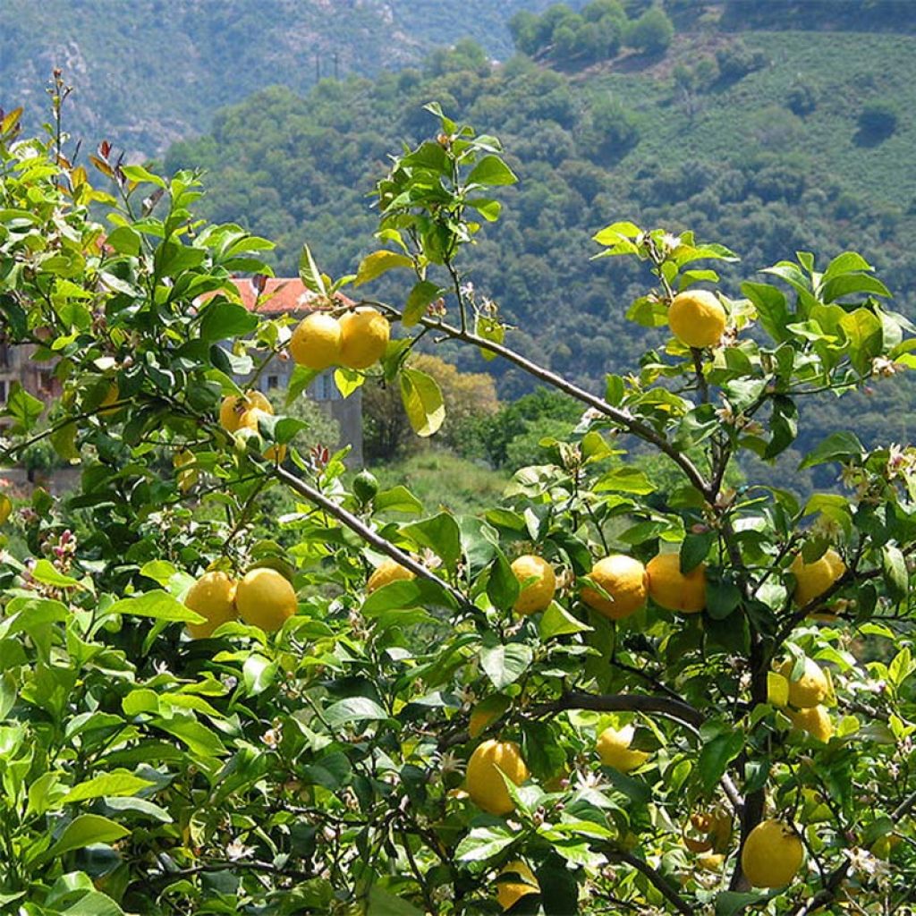 Four Seasons Lemon Tree - Citrus limon